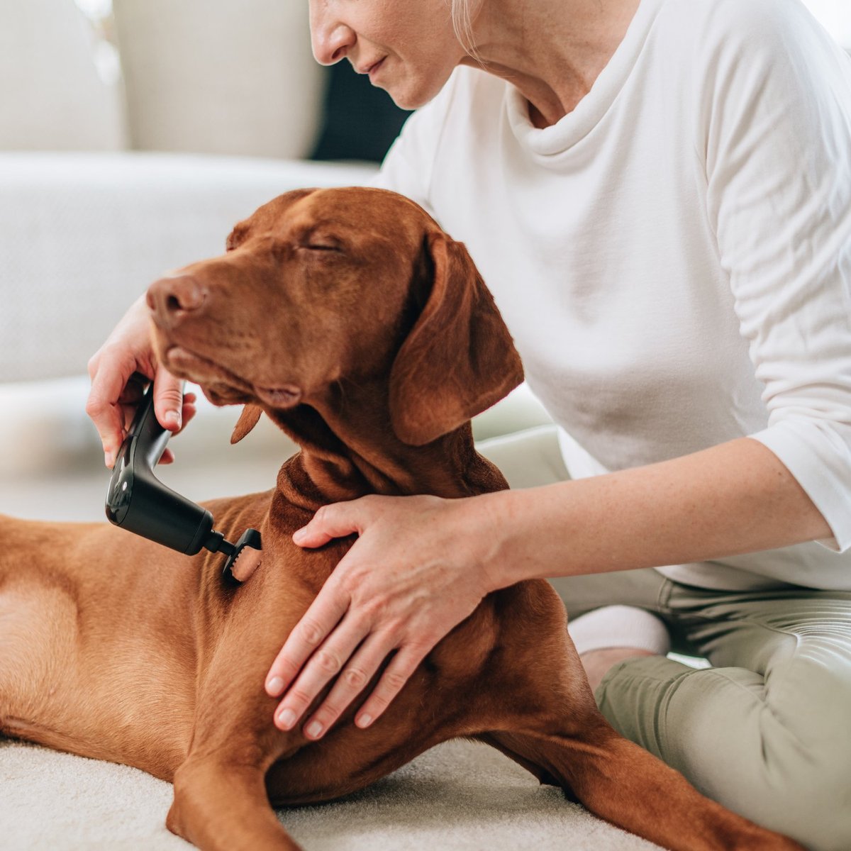 NOVAFON Behandlung Hund